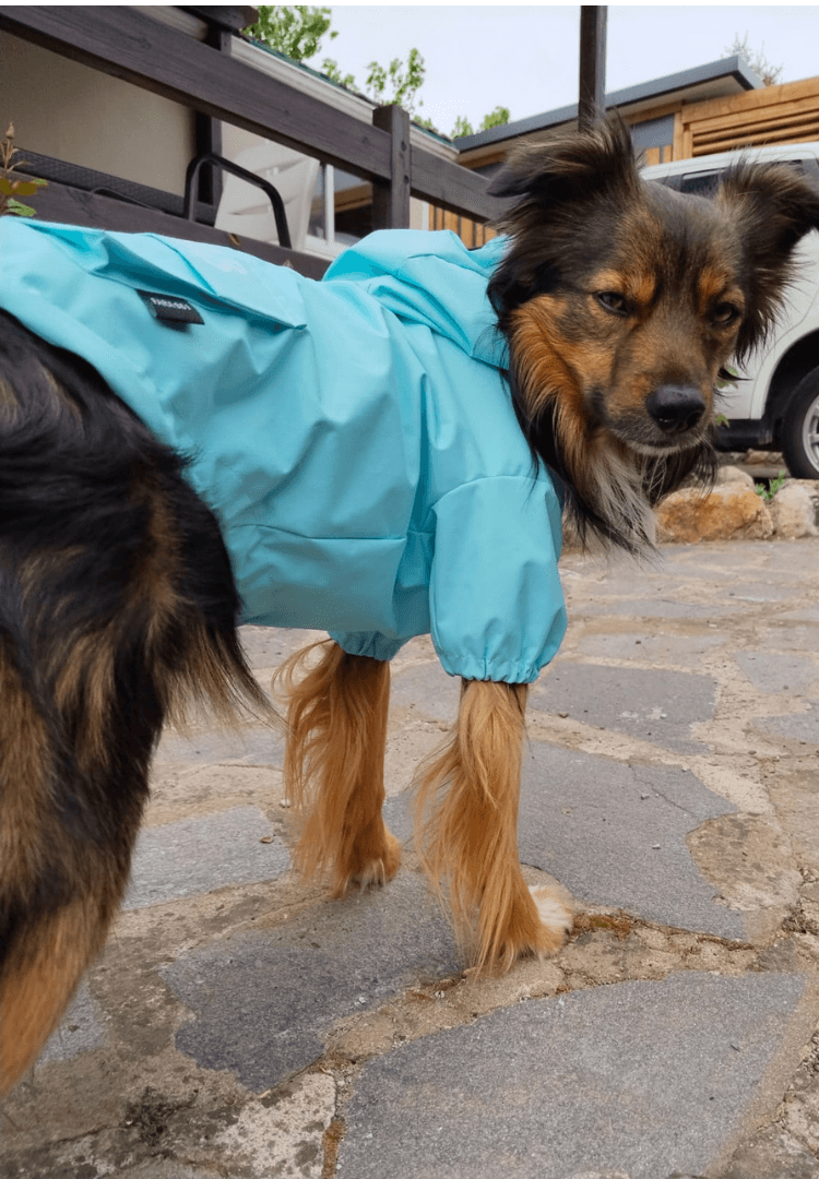 FARA 961 — Colección SS25 de streetwear canino