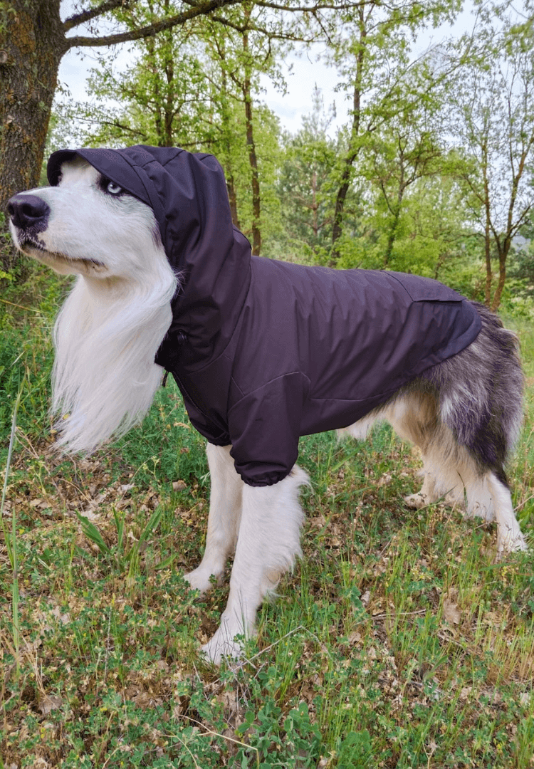 FARA 961 — Perro con sudadera urbana de la colección SS25