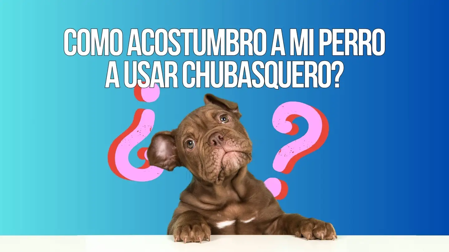 cómo acostumbrar a un perro a llevar impermeable paso a paso
