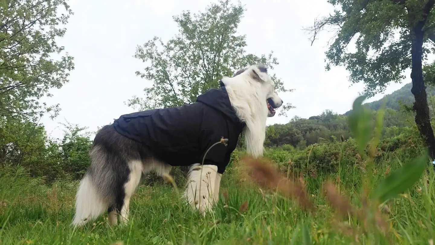 perro con ropa técnica preparado para acampar en la naturaleza