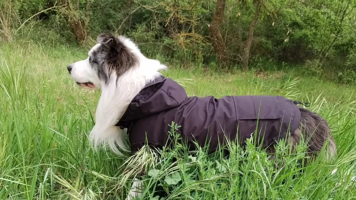 perro de camping en un entorno de montaña adaptado al clima