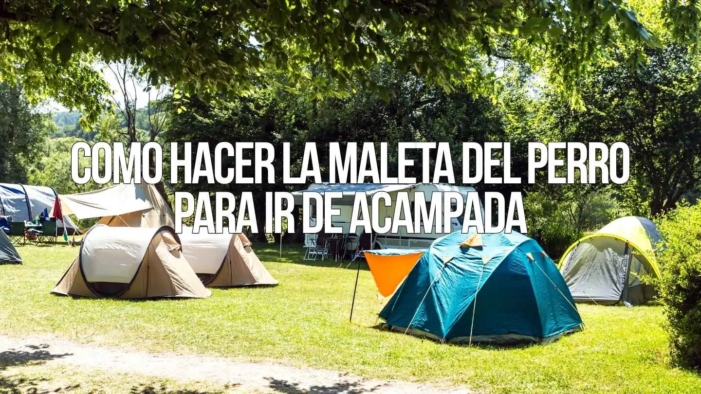 camping con perro junto a una tienda de campaña en la naturaleza