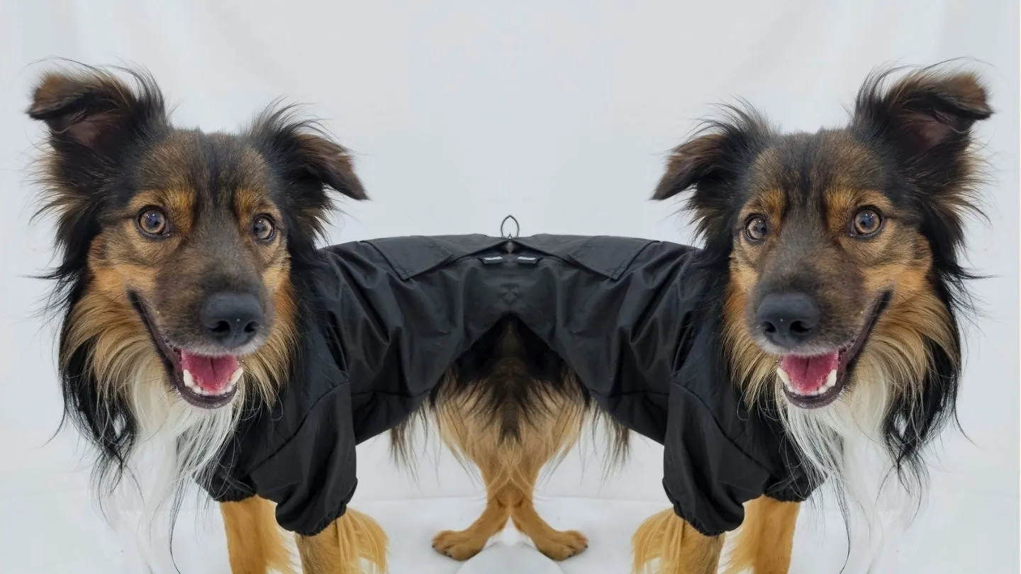 can con chuvasqueiro negro de FARA 961: revisa o fit e o material antes de comprar roupa para can
