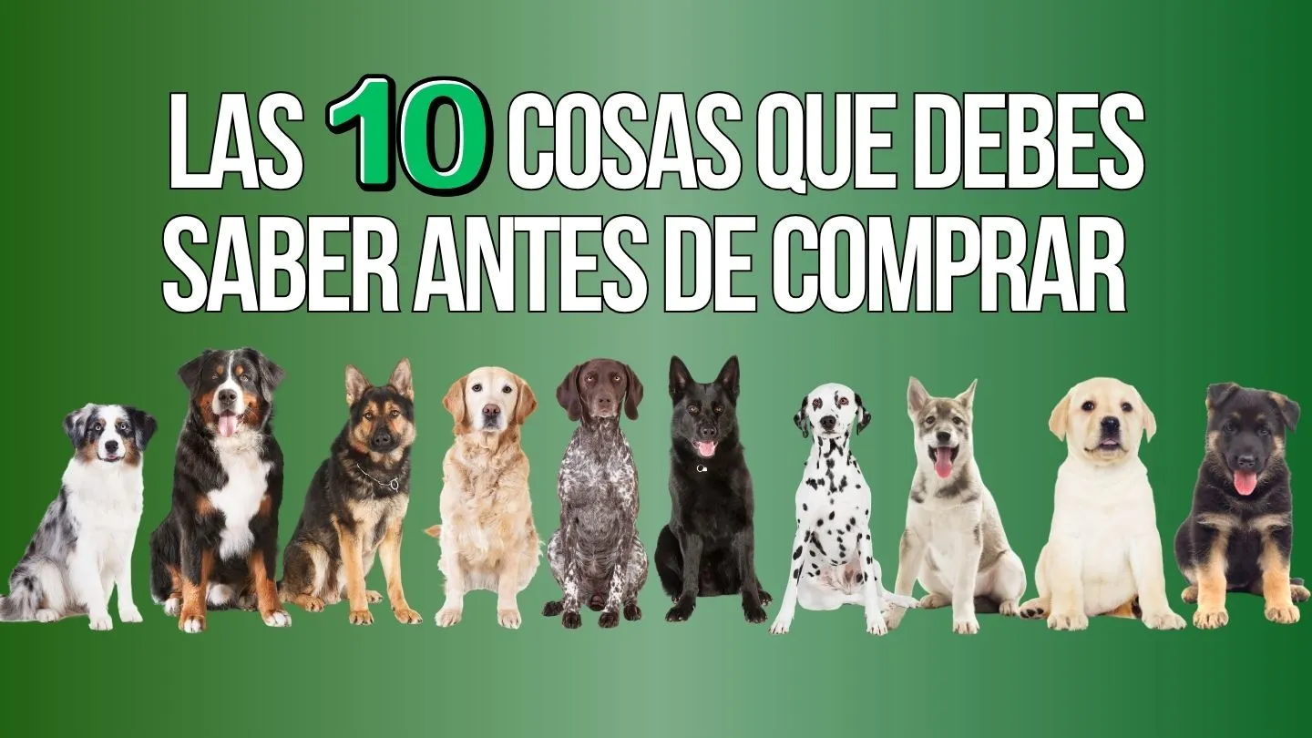 que mirar ao comprar roupa para can: checklist de compra con distintas razas
