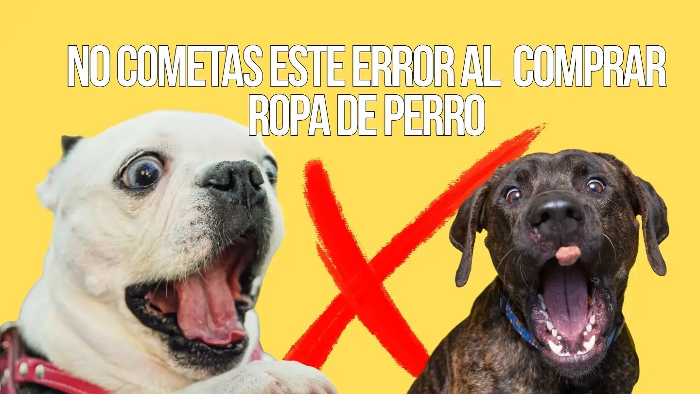 errors en comprar roba per a gos i com evitar-los