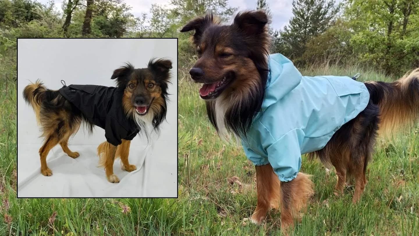 gos amb impermeable tècnic de FARA 961 en blau cel ben ajustat durant un passeig