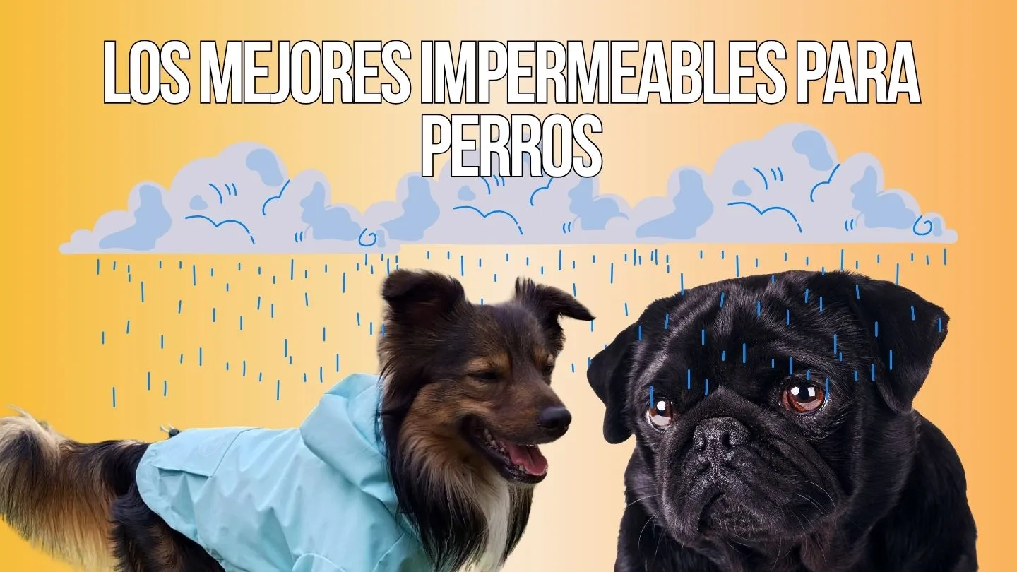 els millors impermeables per a gossos: dos gossos sota la pluja, un amb impermeable i l'altre sense protecció