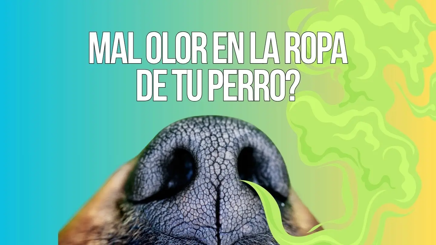 com treure l'olor de la roba d'un gos i deixar-la fresca