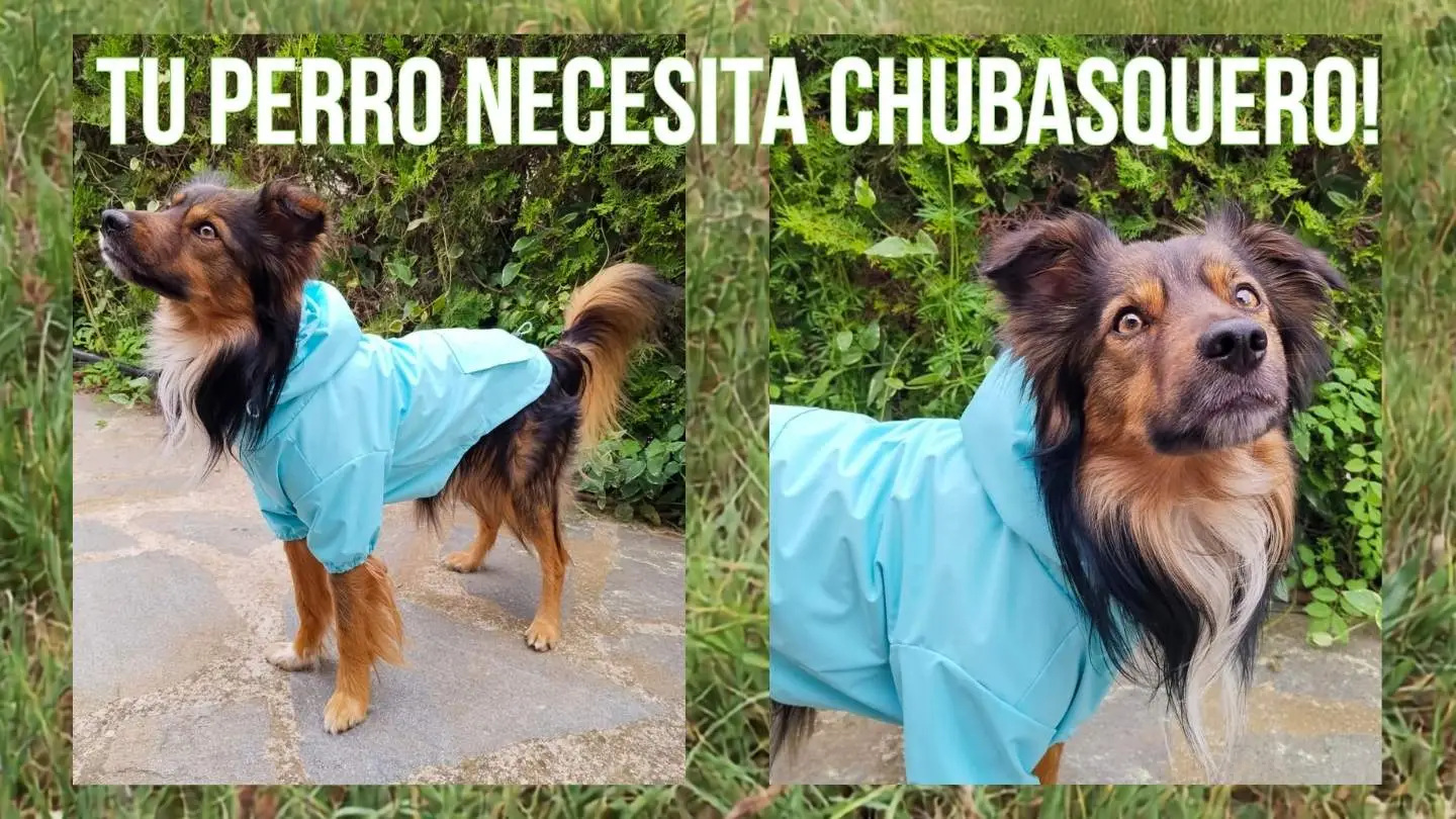 chubasqueiro para can paseando baixo a choiva
