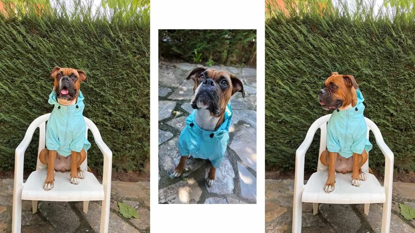 boxer con sudadera de abrigo de FARA 961 para el invierno