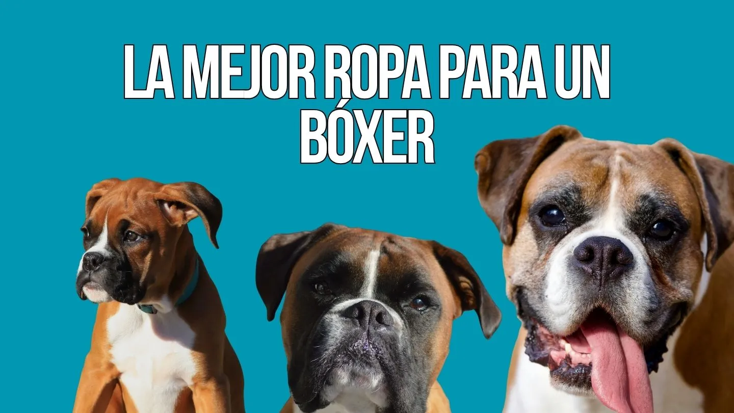ropa para boxer bien ajustada a su cuerpo musculado