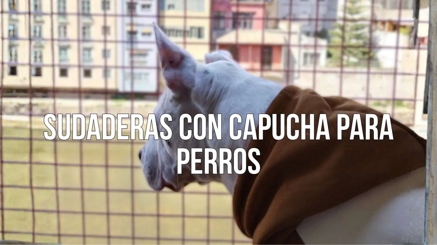 dessuadora amb caputxa per a gos d'estil urbà i còmoda