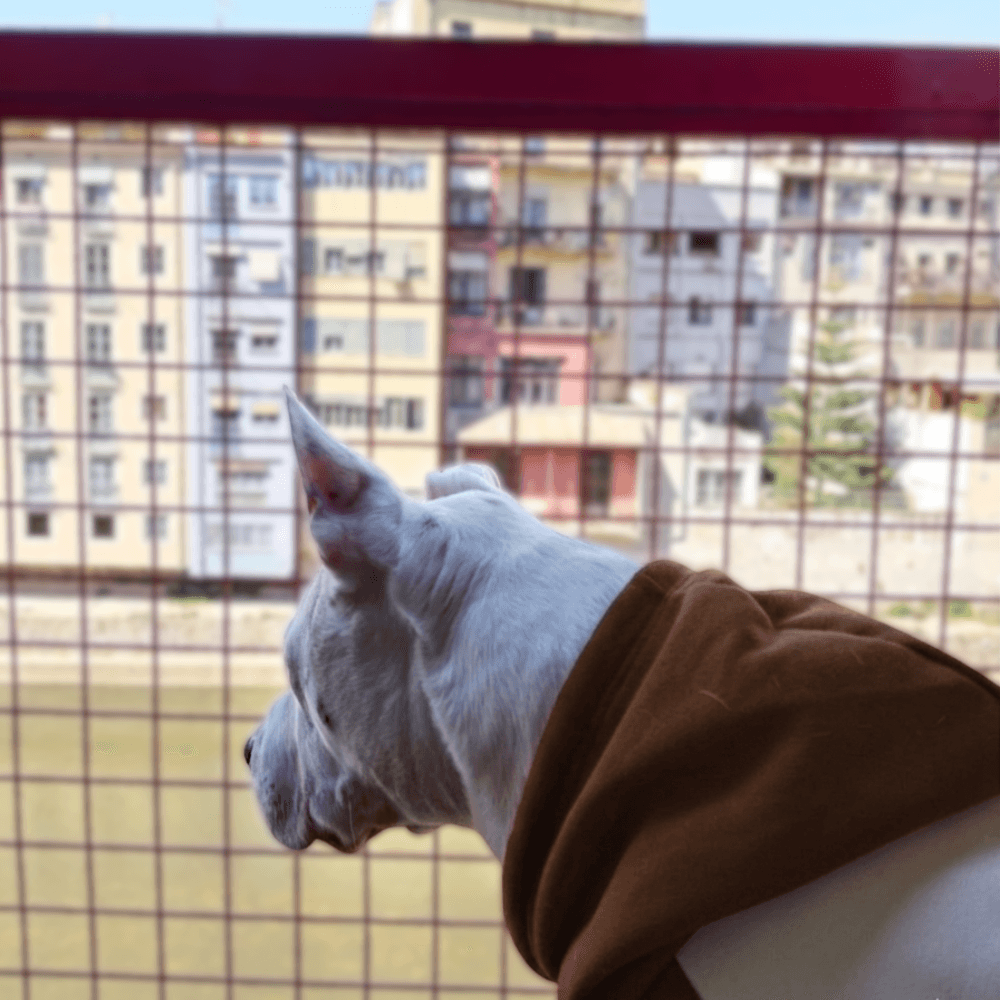 EL TEU GOS, LES TEVES REGLES