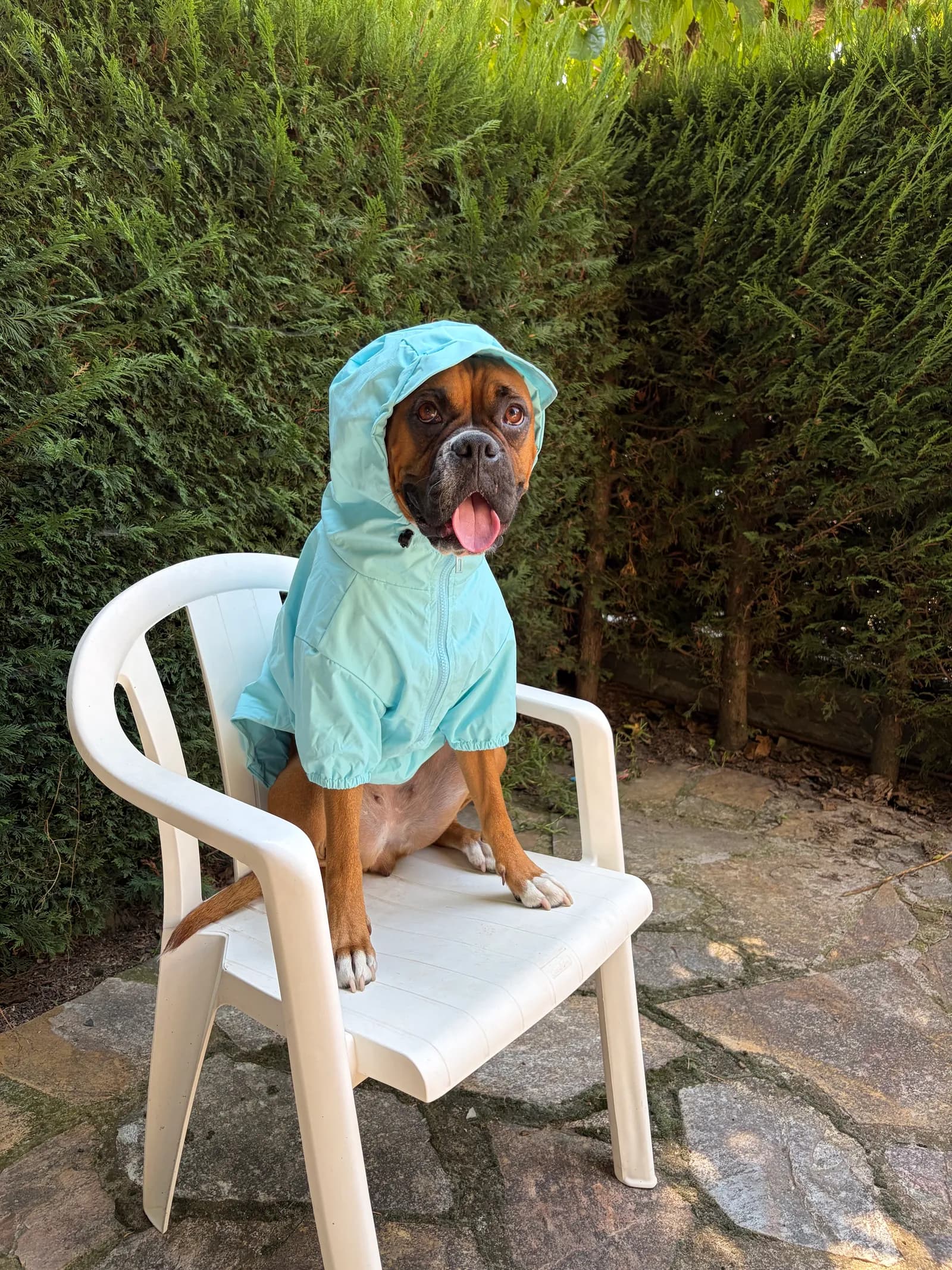TU PERRO, TUS REGLAS