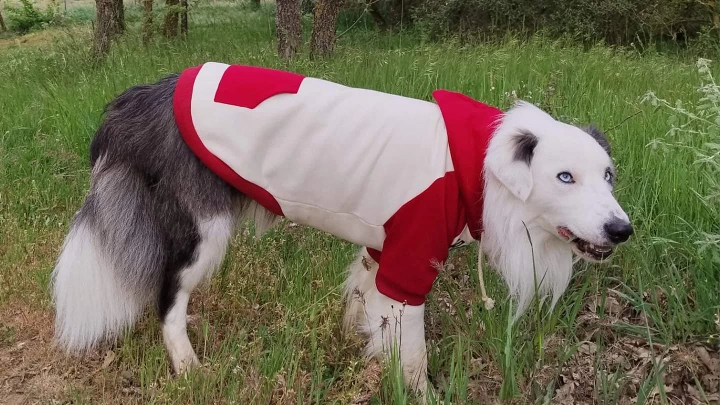 perro con sudadera de FARA 961 para el frío seco del invierno