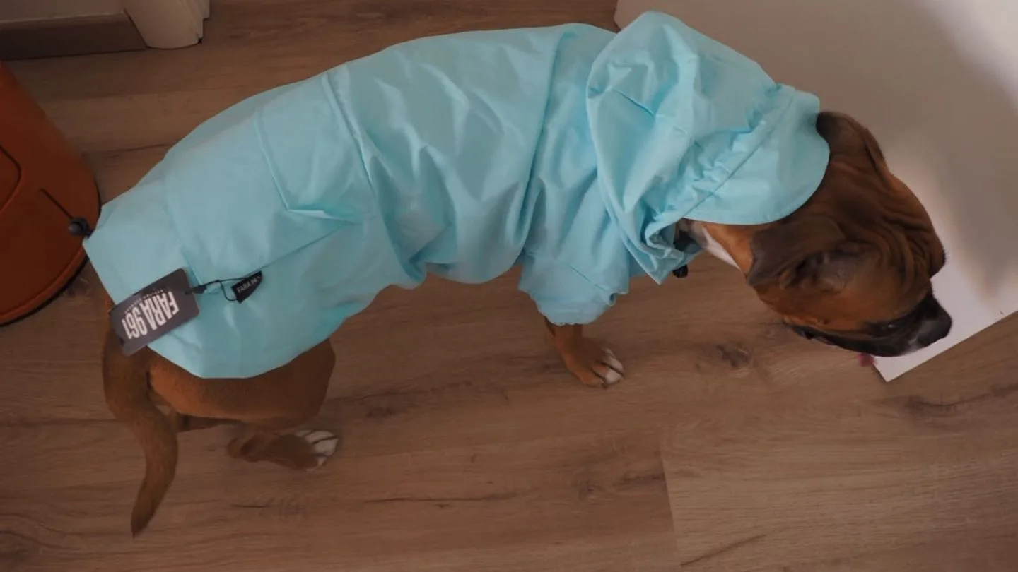 perro con impermeable de FARA 961 para un día de lluvia de invierno