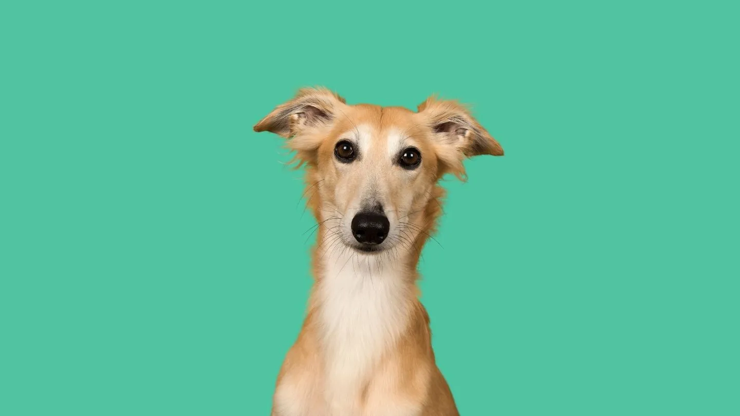 sudadera o abrigo para perro, comparativa para elegir según el clima