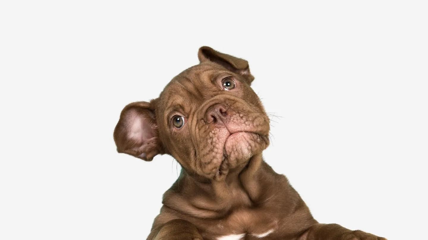 cómo acostumbrar a un perro a llevar impermeable paso a paso