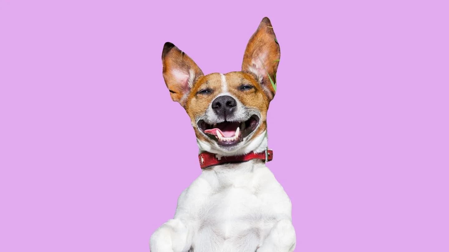 camiseta de fútbol para perro en verde y blanco estilo vintage