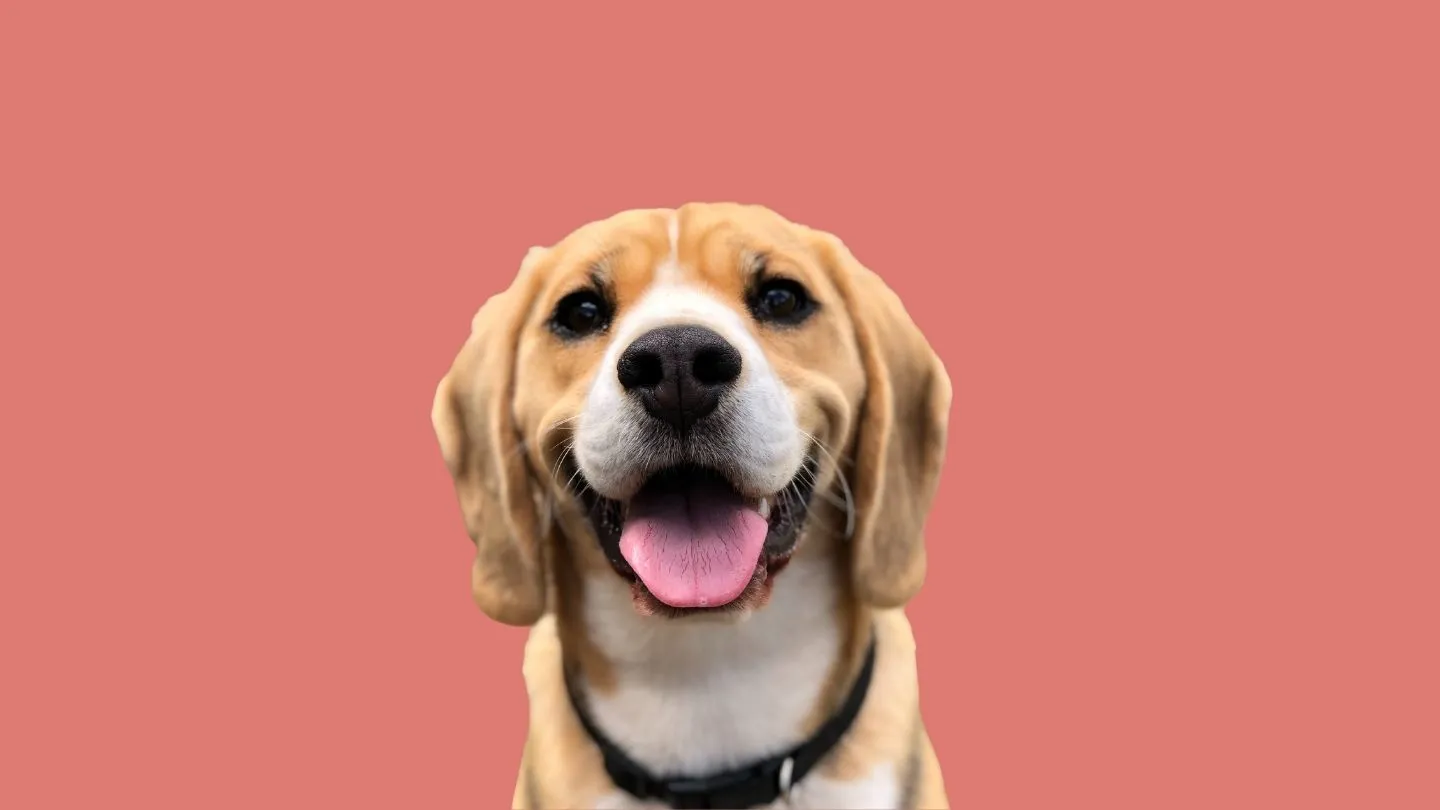 regalo para amantes del fútbol y de los perros: camiseta personalizada de perro con nombre y dorsal