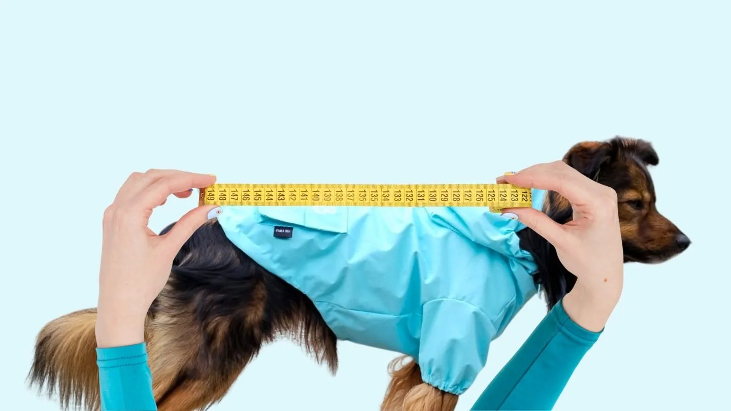 perro de pie mientras se mide el largo de lomo desde el cuello hasta la cola