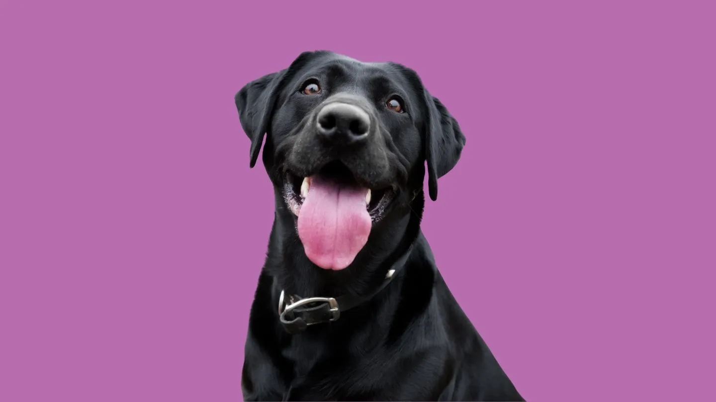 medición del contorno de pecho de un perro con cinta métrica
