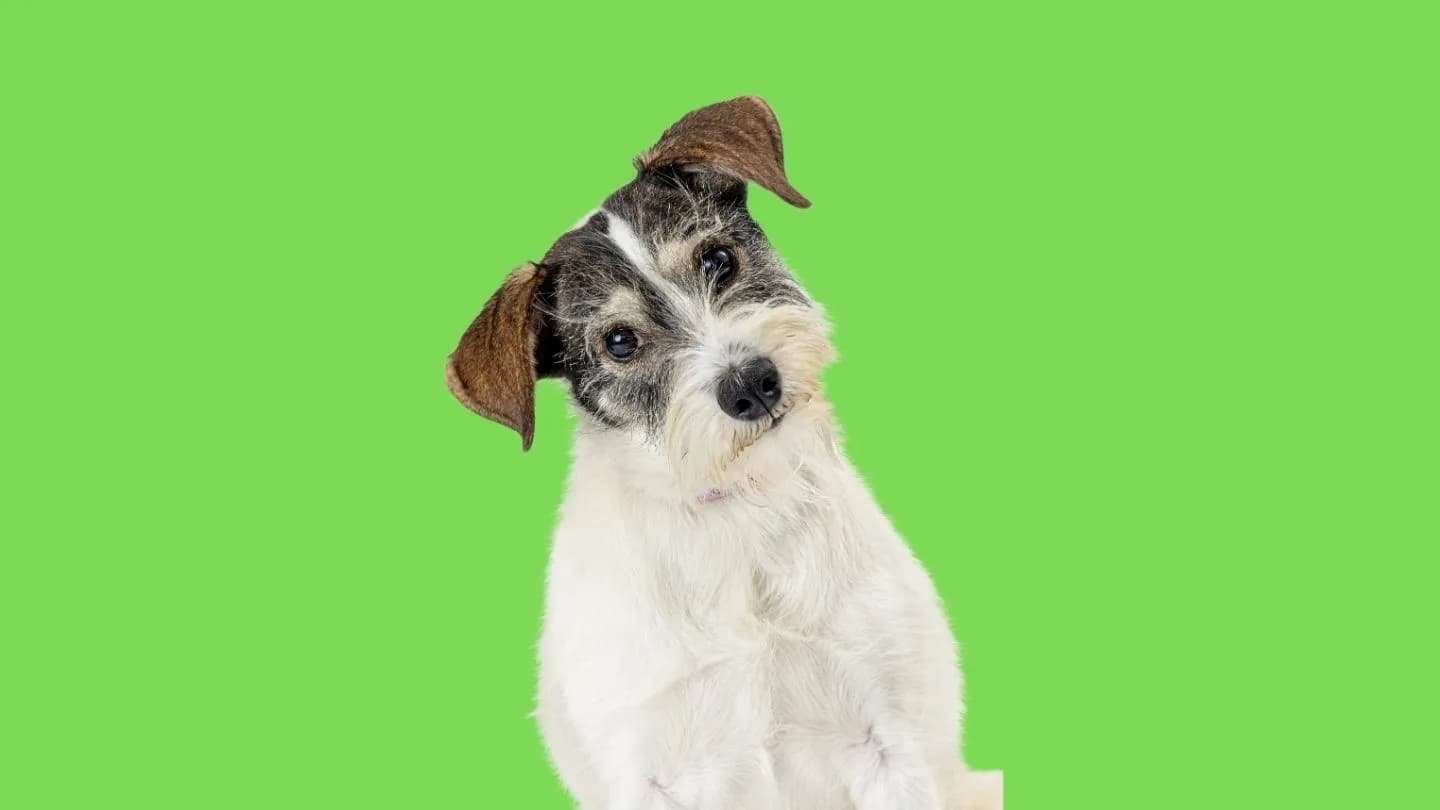 qué mirar al comprar ropa para perro: checklist de compra con distintas razas