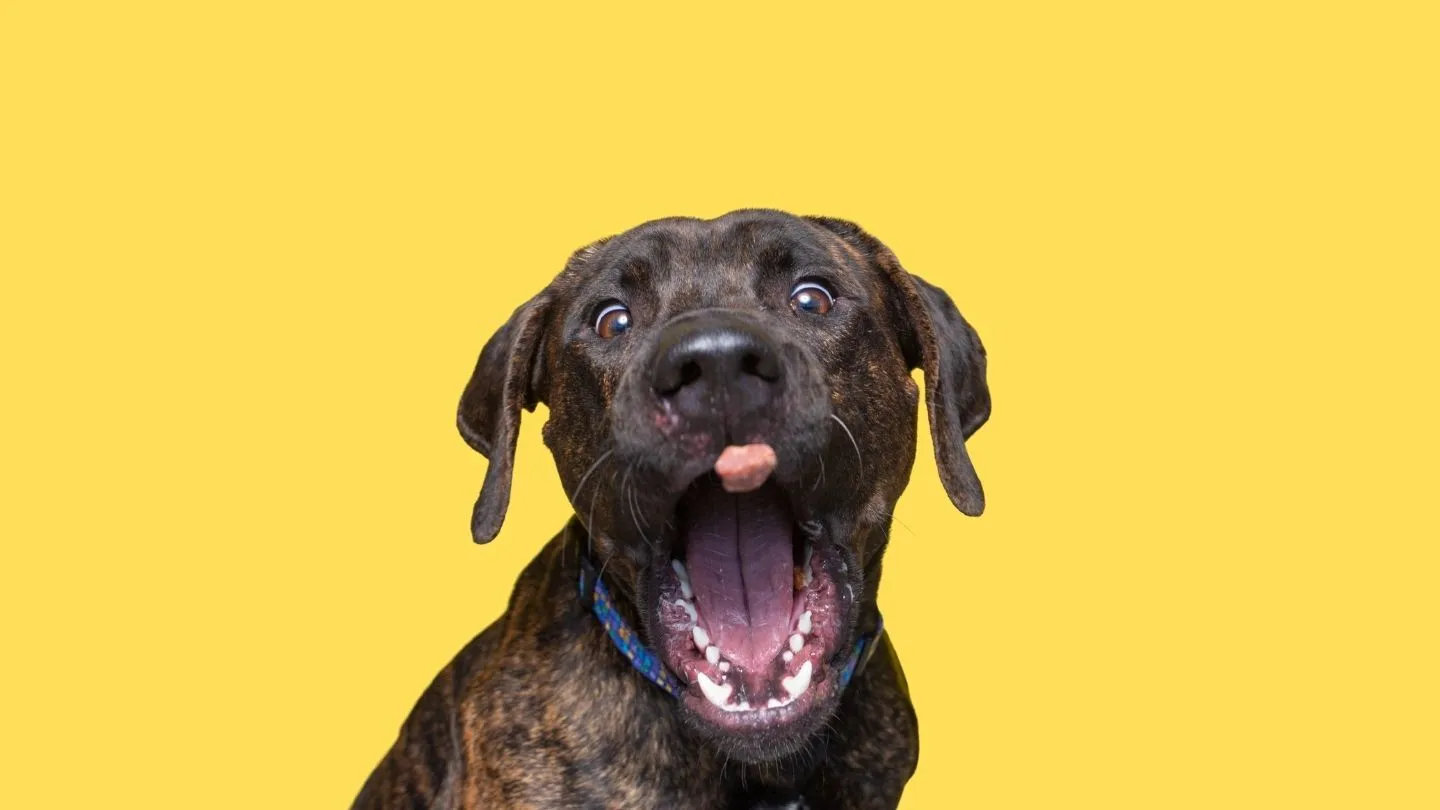 errores al comprar ropa para perro y cómo evitarlos