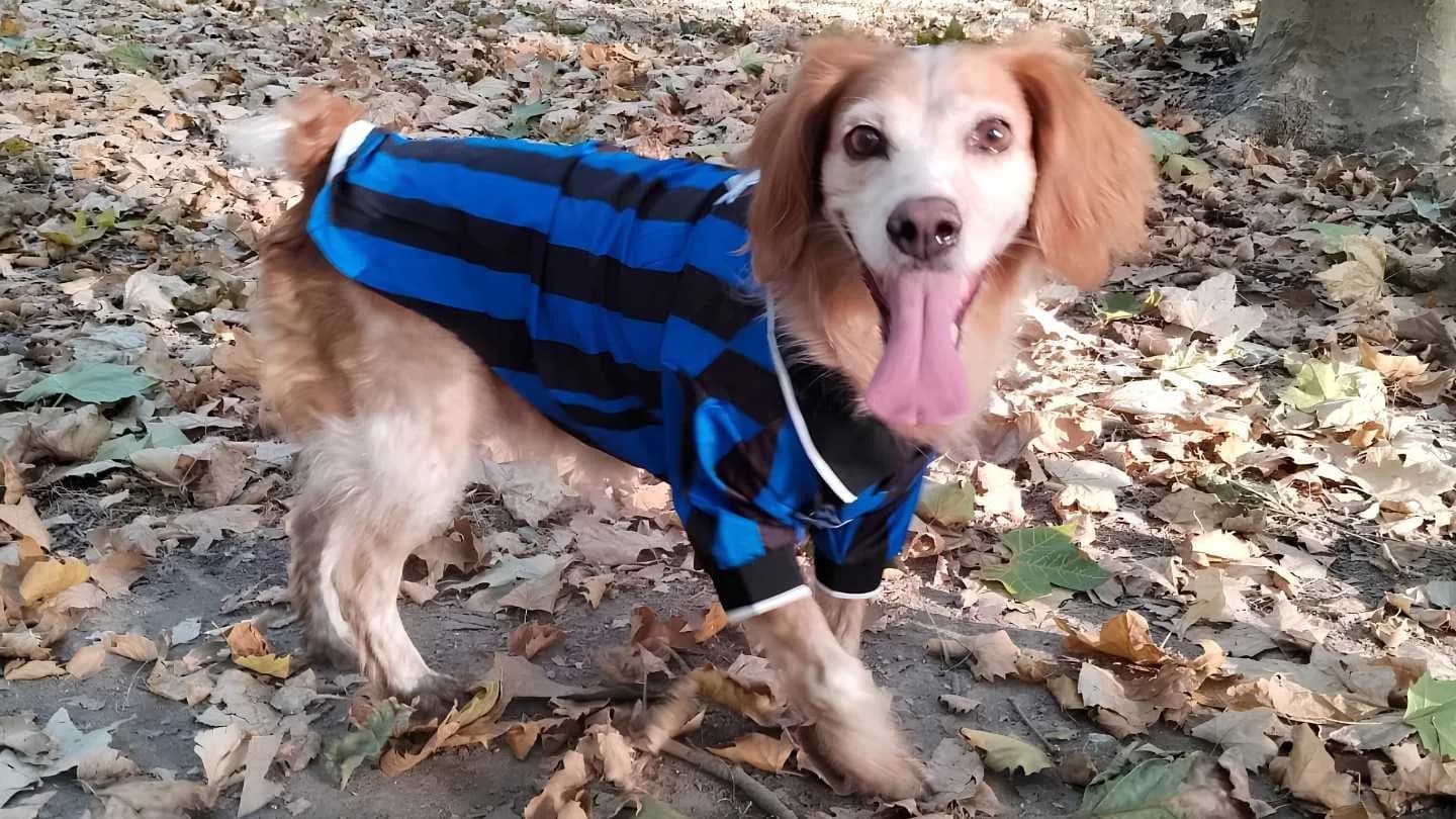 perro con ropa urbana de FARA 961 en un festival dog friendly