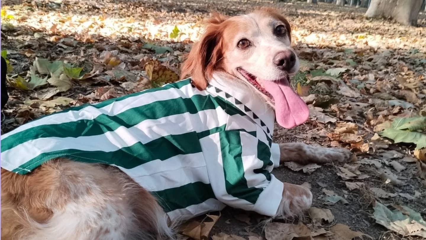 perro con look streetwear de FARA 961 coordinado para un festival