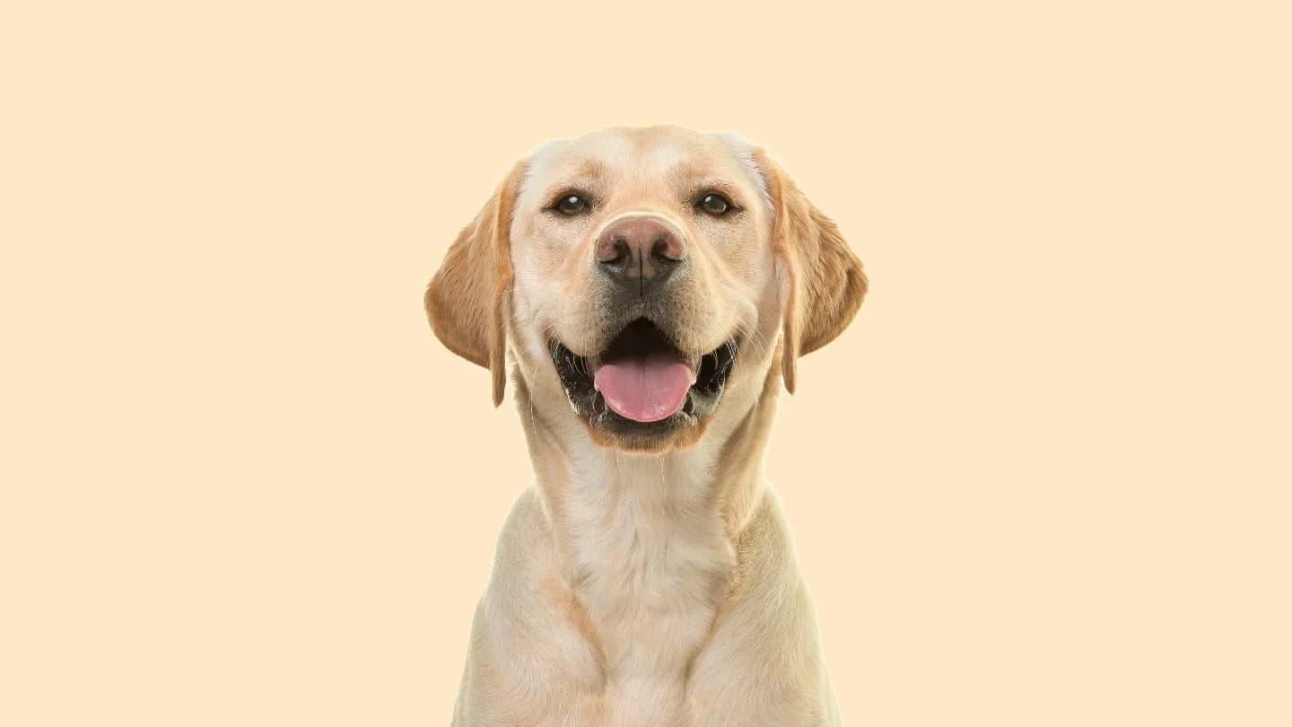 qué ropa ponerle a tu perro para un festival dog friendly
