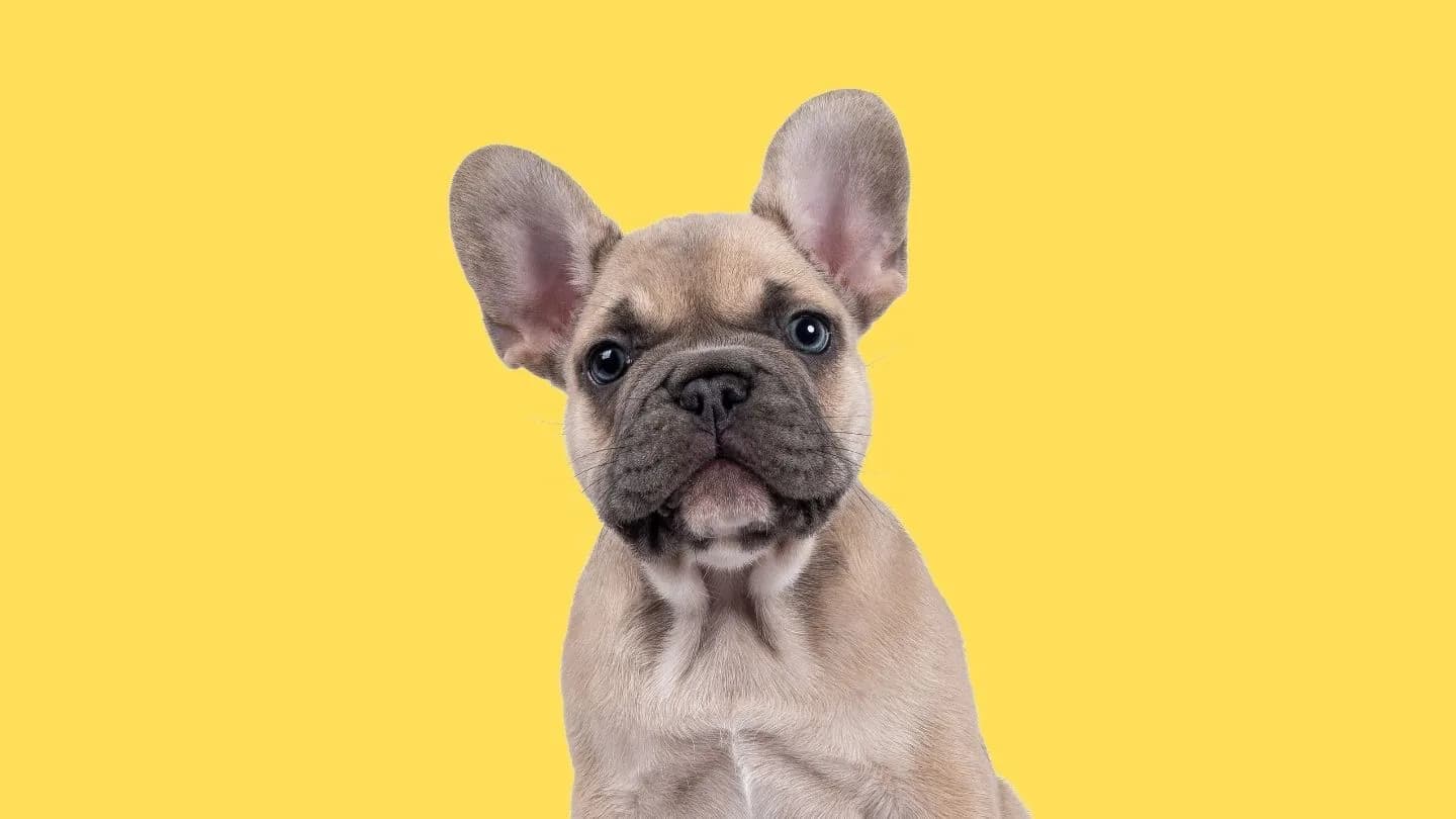 guía de tallas para perros con ejemplos de distintas razas y tamaños