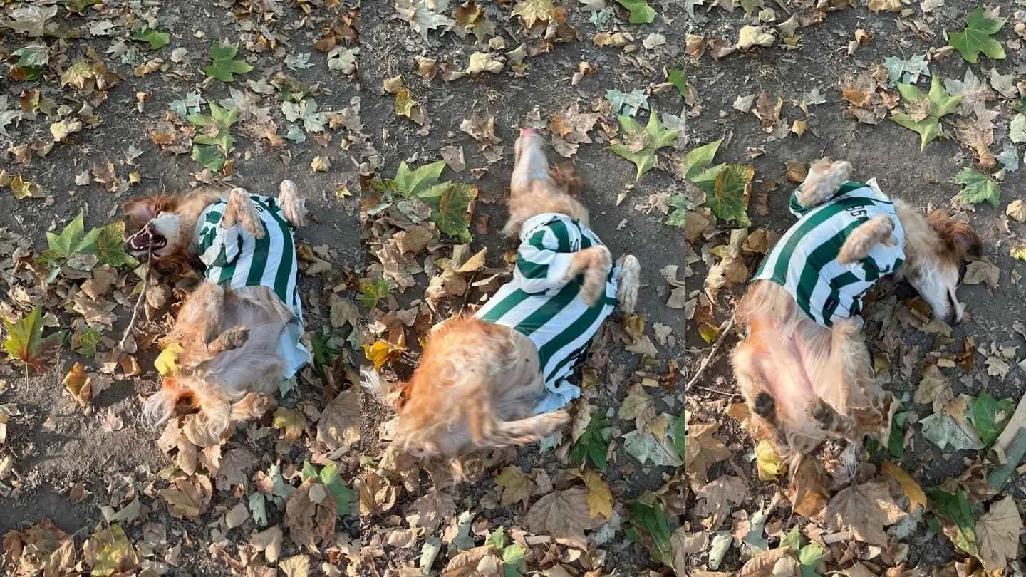 samarreta de futbol de gos de FARA 961 tacada de terra i fulles, a punt per rentar sense malmetre-la