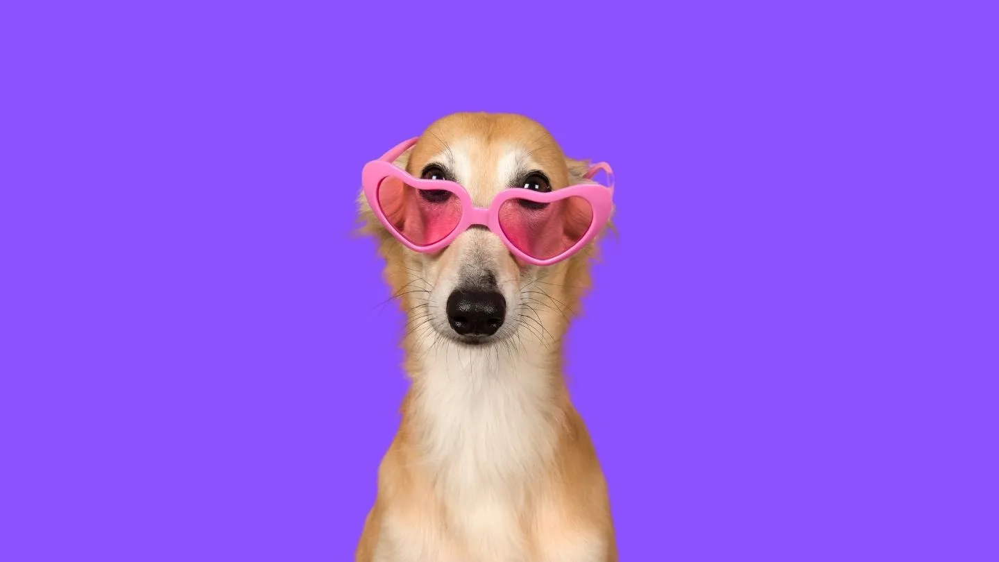 perro con gafas entre dos lavadoras y ropa de FARA 961: cómo lavar la ropa de perro sin estropearla