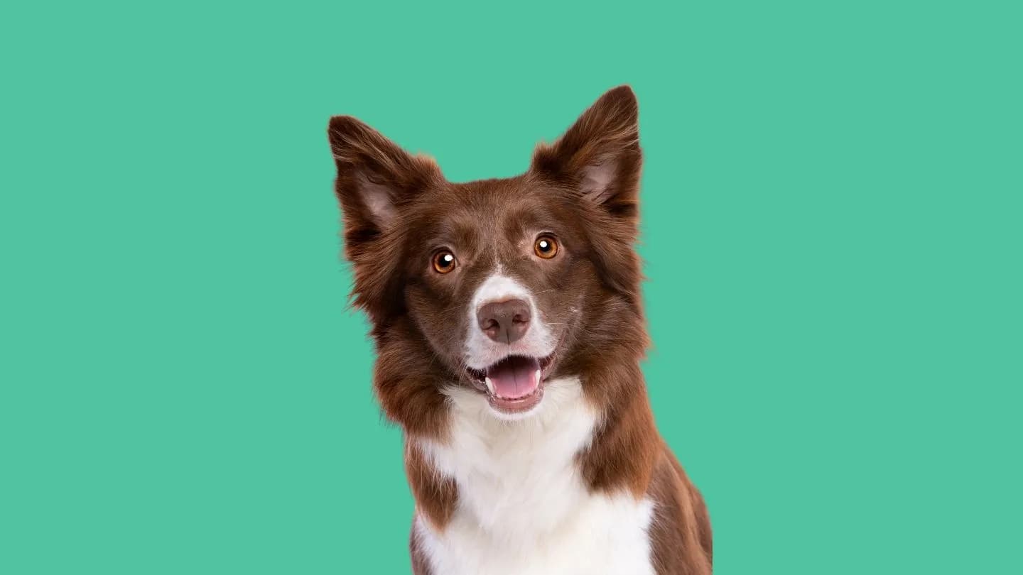 tomar medidas para comprar ropa de perro antes de elegir la talla