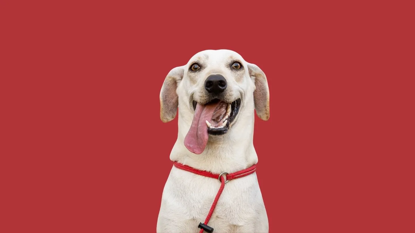 los mejores impermeables para perros: dos perros bajo la lluvia, uno con chubasquero y otro sin protección
