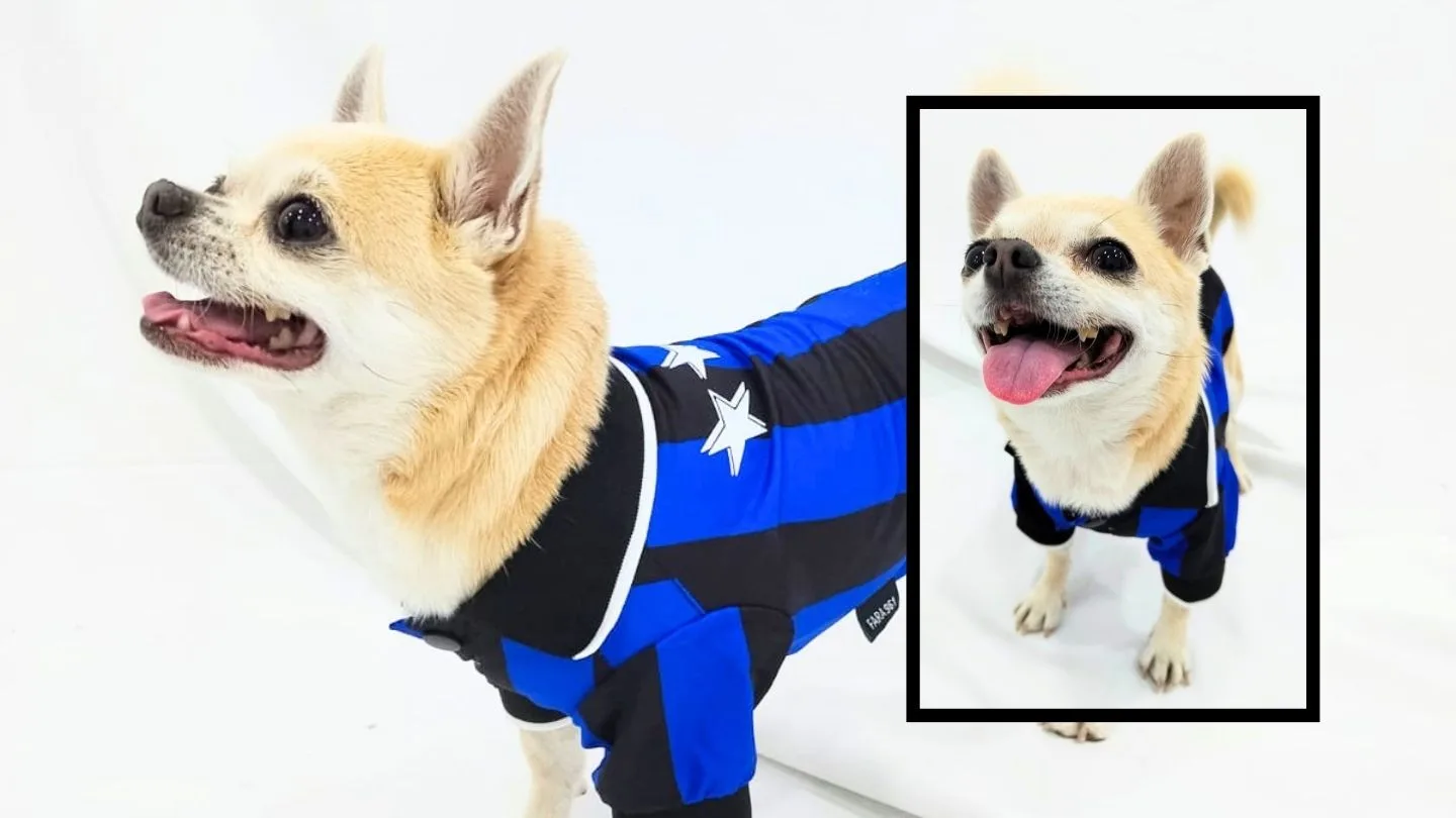 camiseta de fútbol personalizable para perro con nombre y dorsal de FARA 961