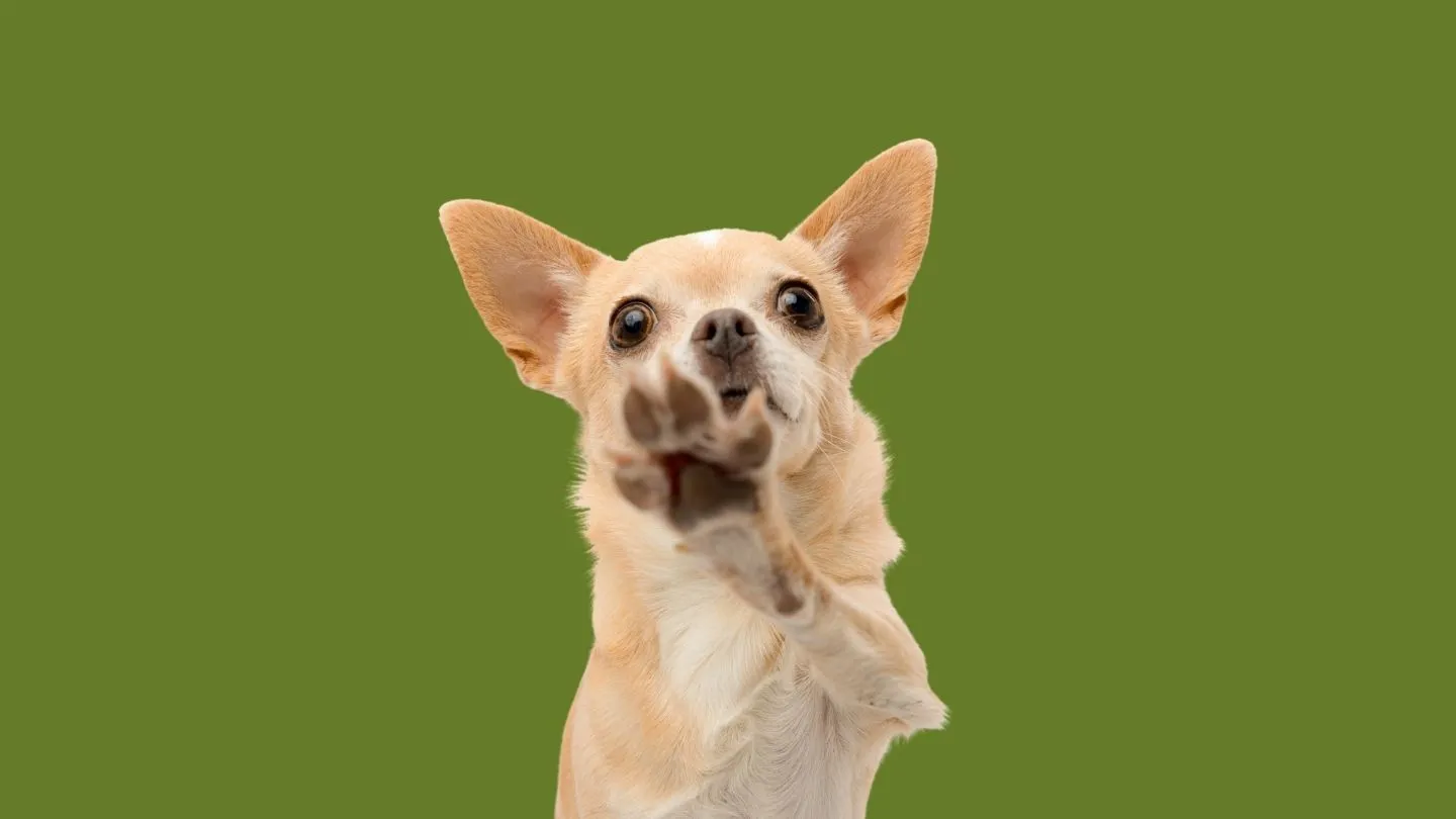 cómo saber si mi perro tiene frío por su postura y temblores
