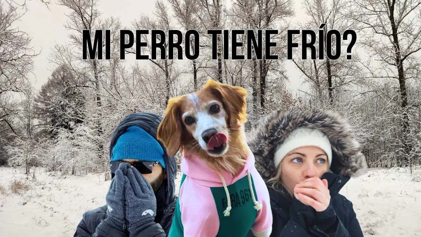 how to tell if my dog is cold from its posture and shivering