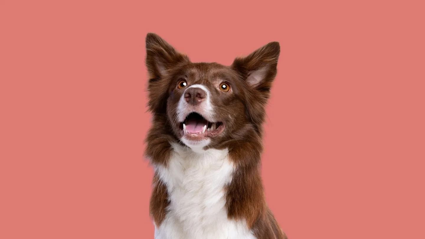regalo de camiseta de fútbol para perro personalizada con nombre y dorsal