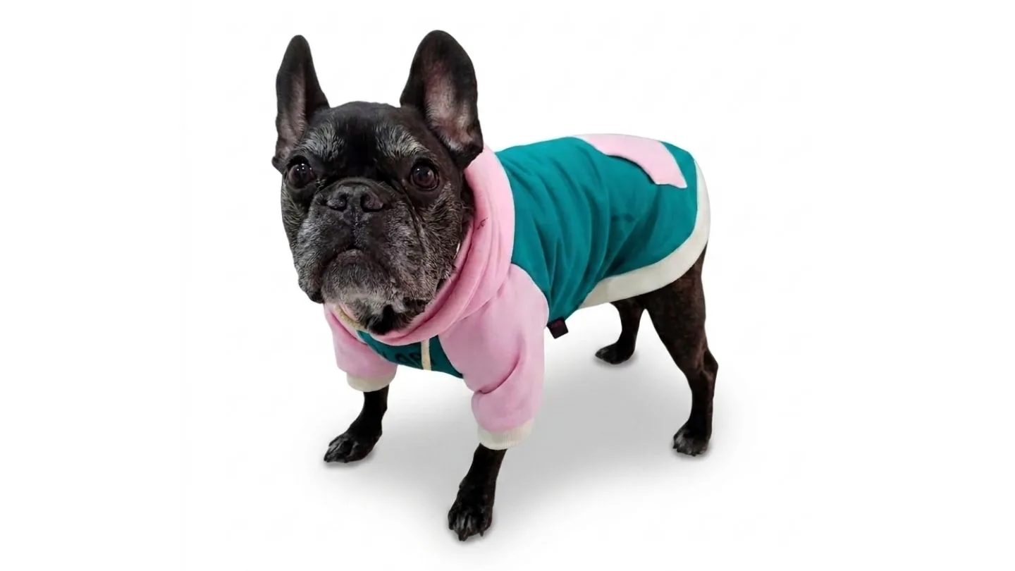 midiendo el contorno de pecho de un bulldog francés para elegir la talla