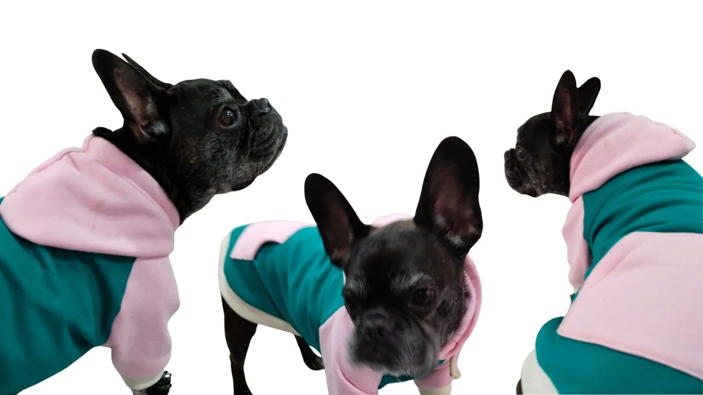 bulldog francés con sudadera de FARA 961 bien ajustada