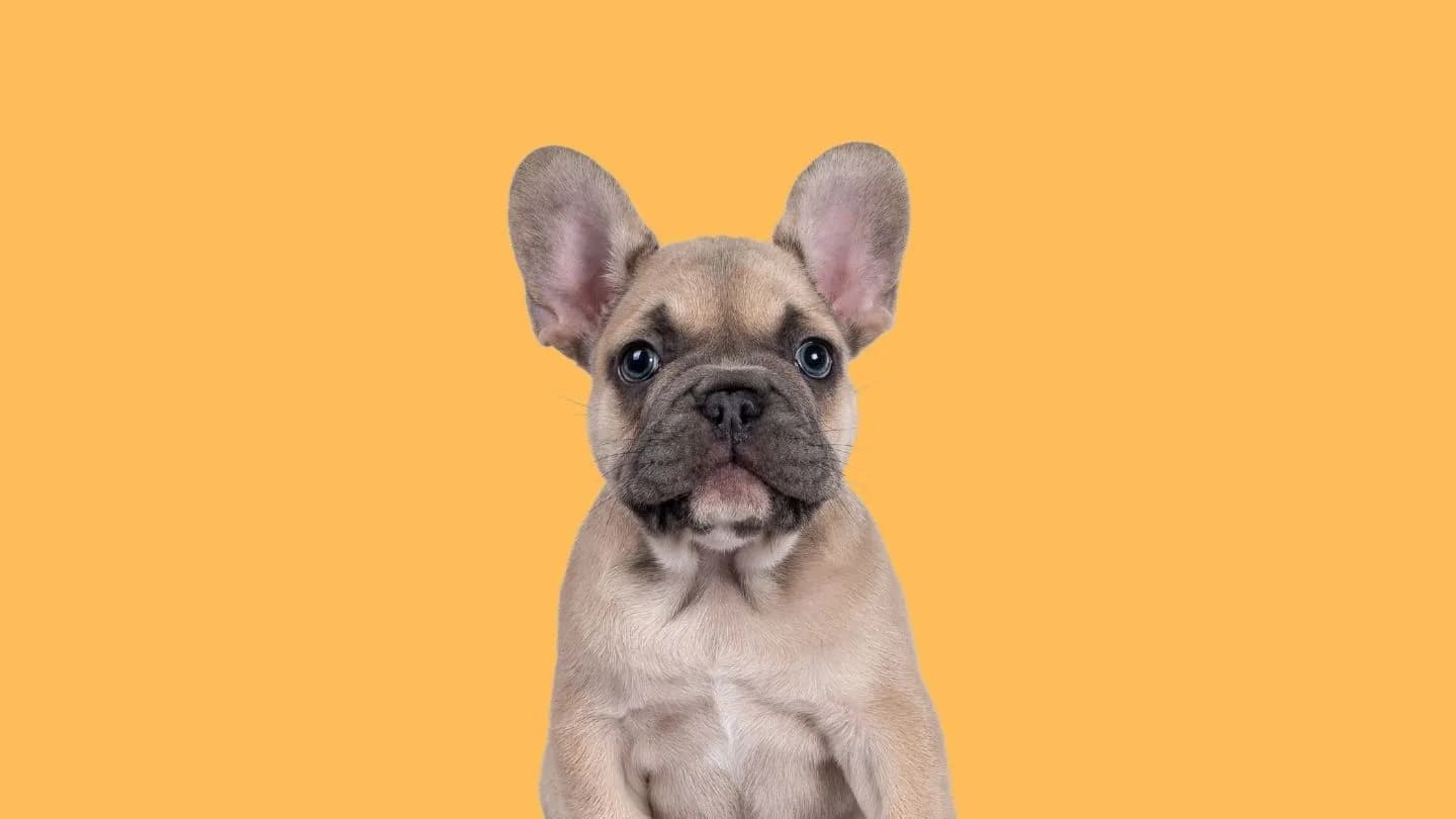 ropa para bulldog francés bien ajustada a su pecho ancho
