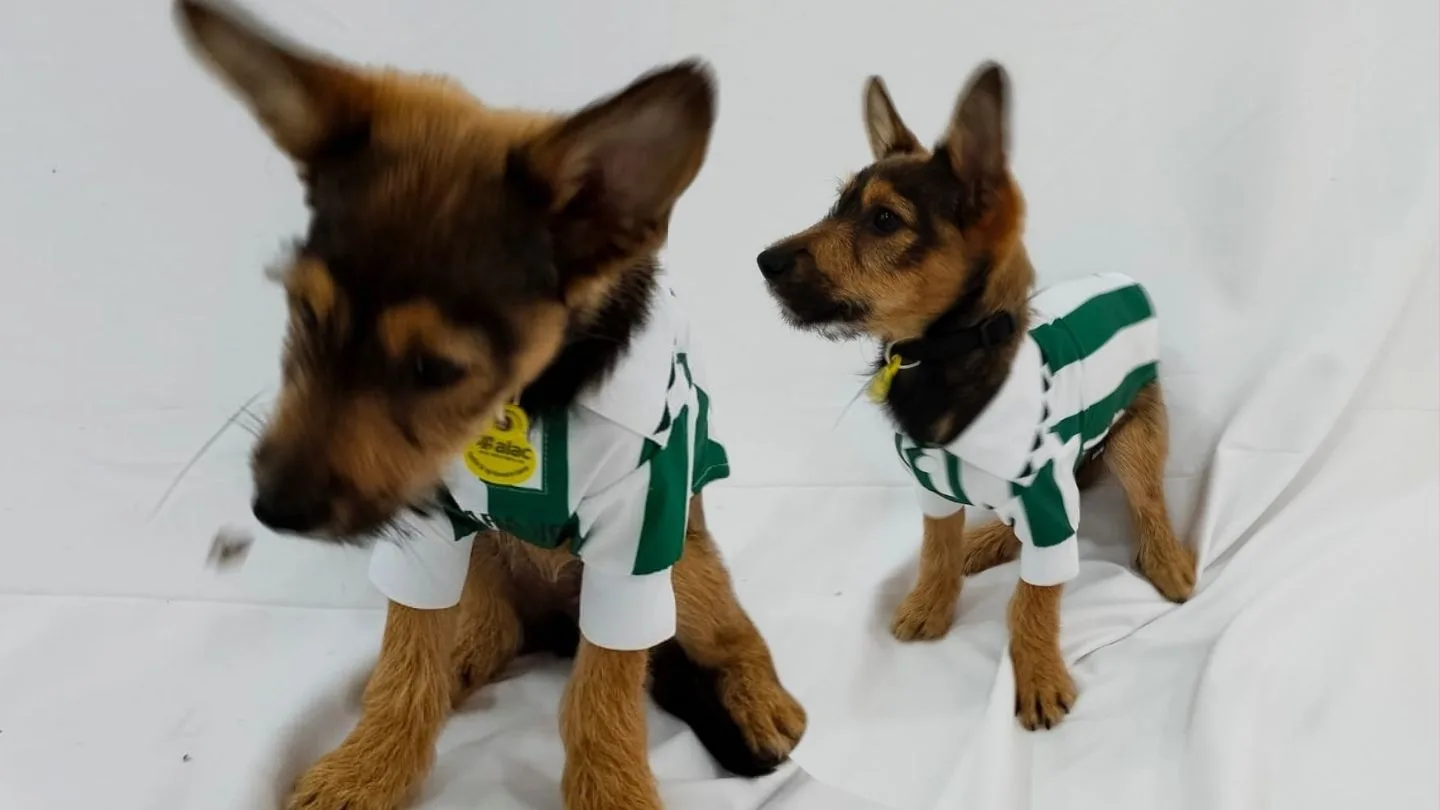 measuring a puppy's chest girth to choose the clothing size