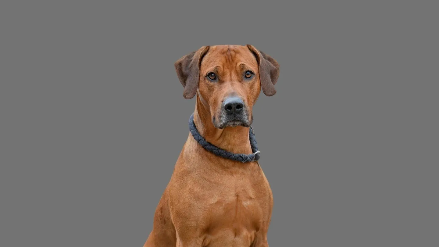 cómo medir a un cachorro para ropa y elegir la talla correcta