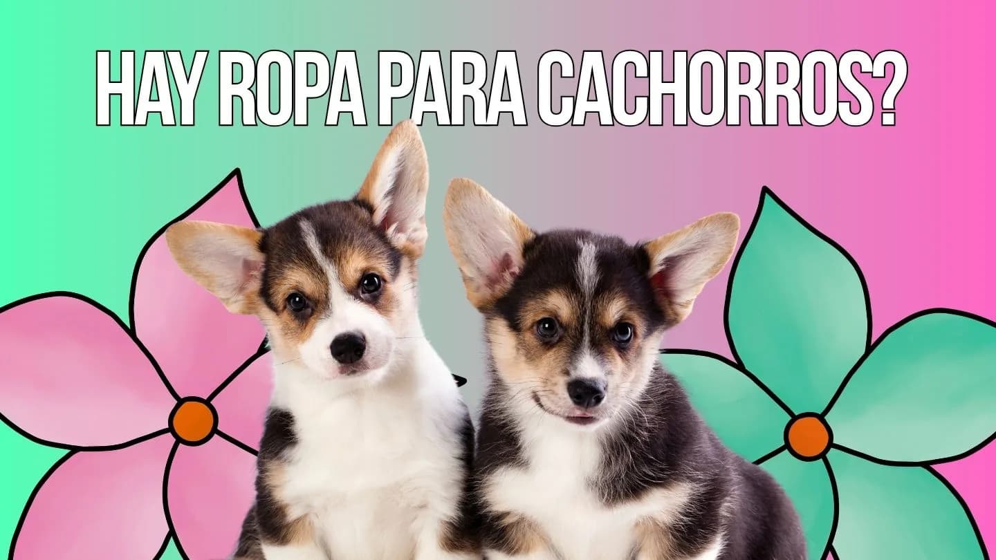 how to measure a puppy for clothes and choose the right size