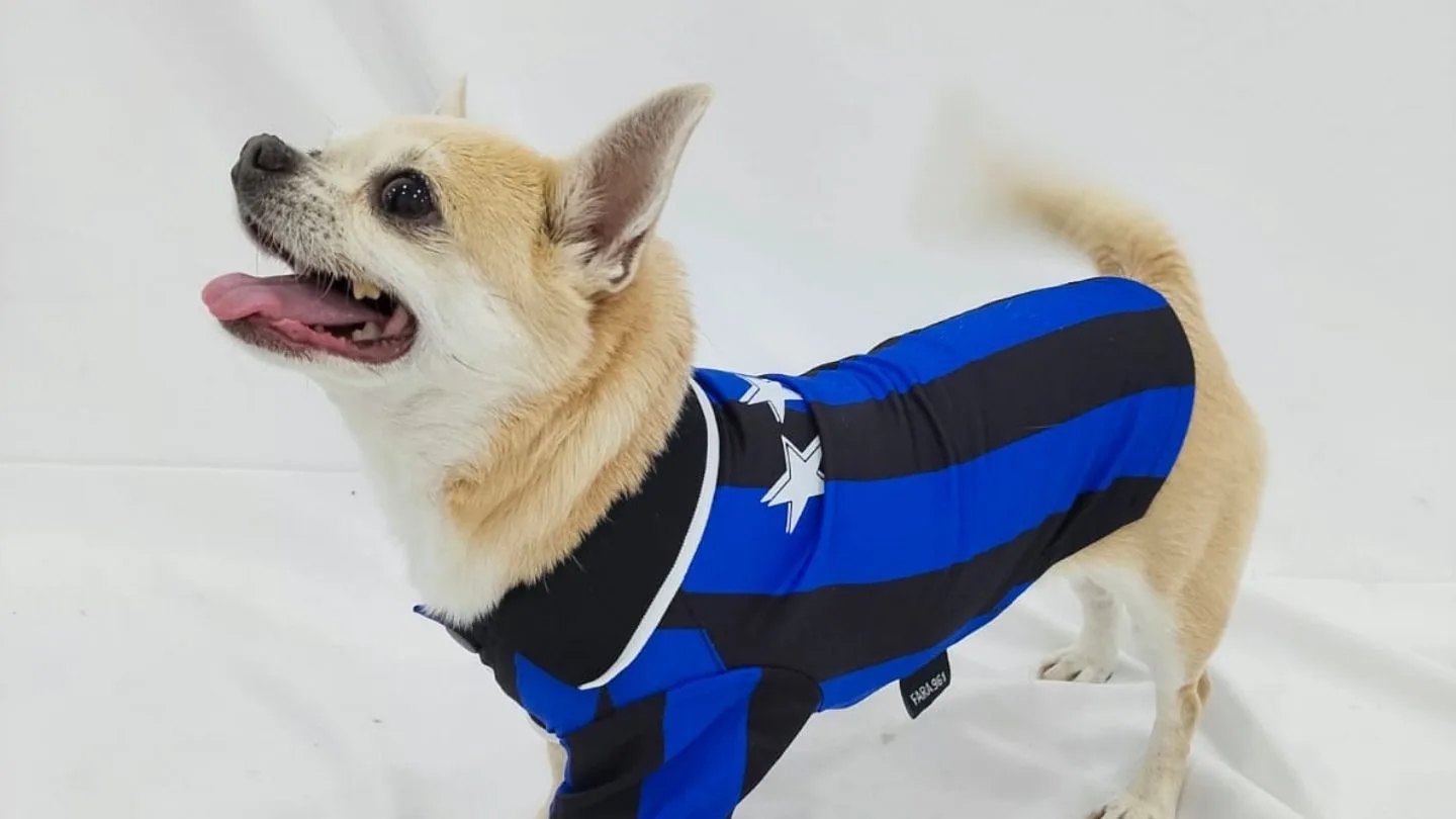 chihuahua cun chuvasqueiro de FARA 961 protexido da choiva