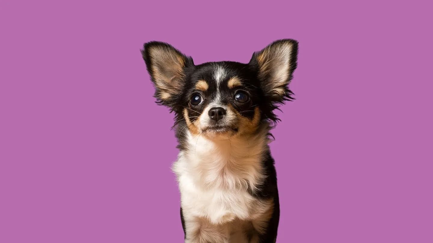 ropa para chihuahua abrigado con sudadera en invierno