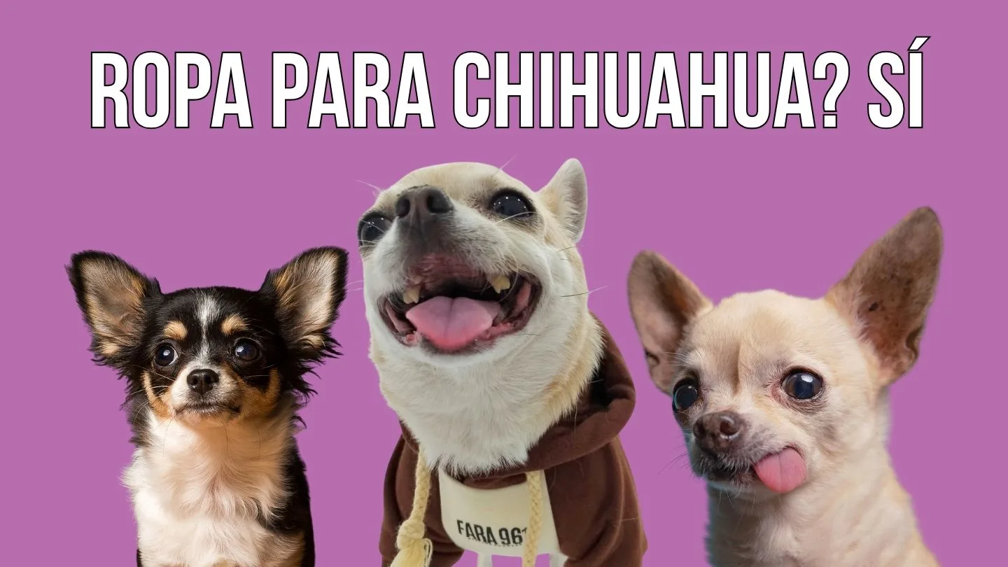 roupa para chihuahua abrigado cunha sudadeira no inverno
