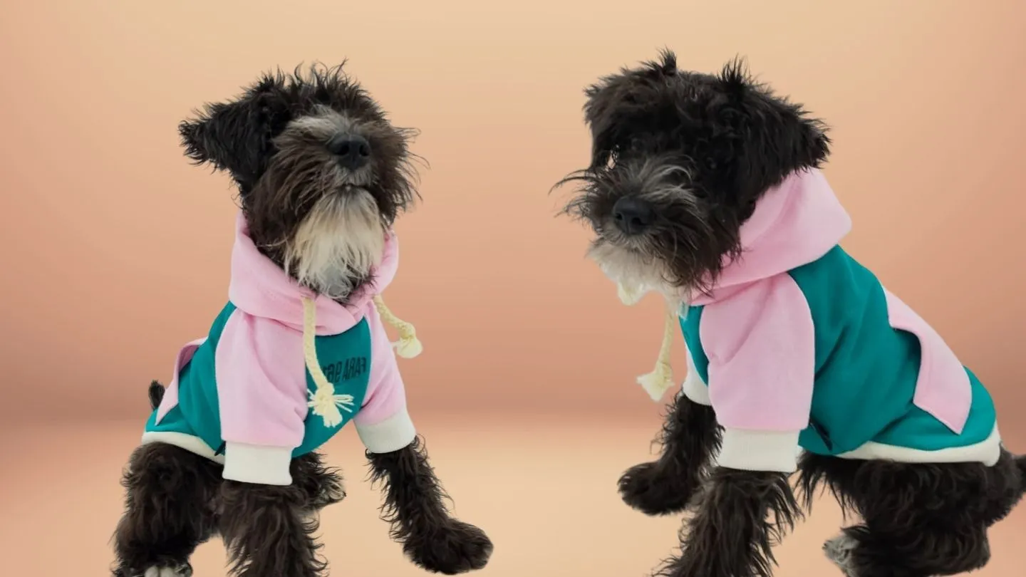 midiendo el contorno de pecho de un schnauzer miniatura para elegir la talla